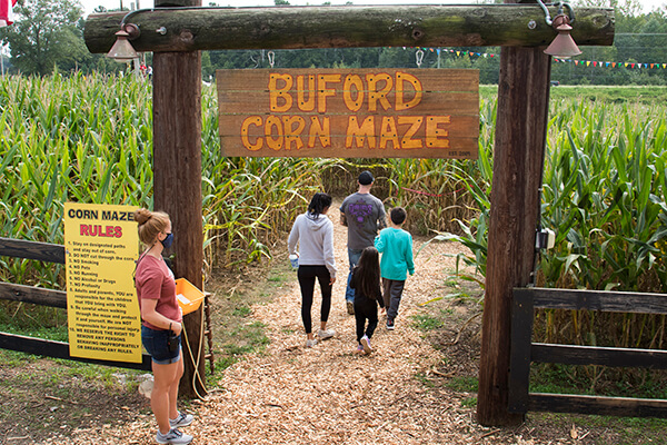 corn maze